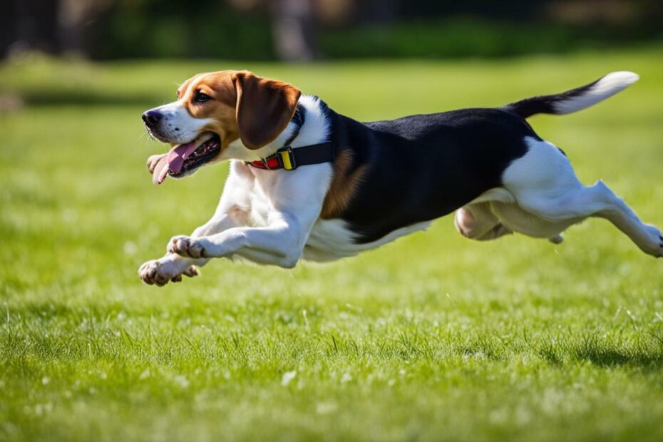 Beagle ownership guide