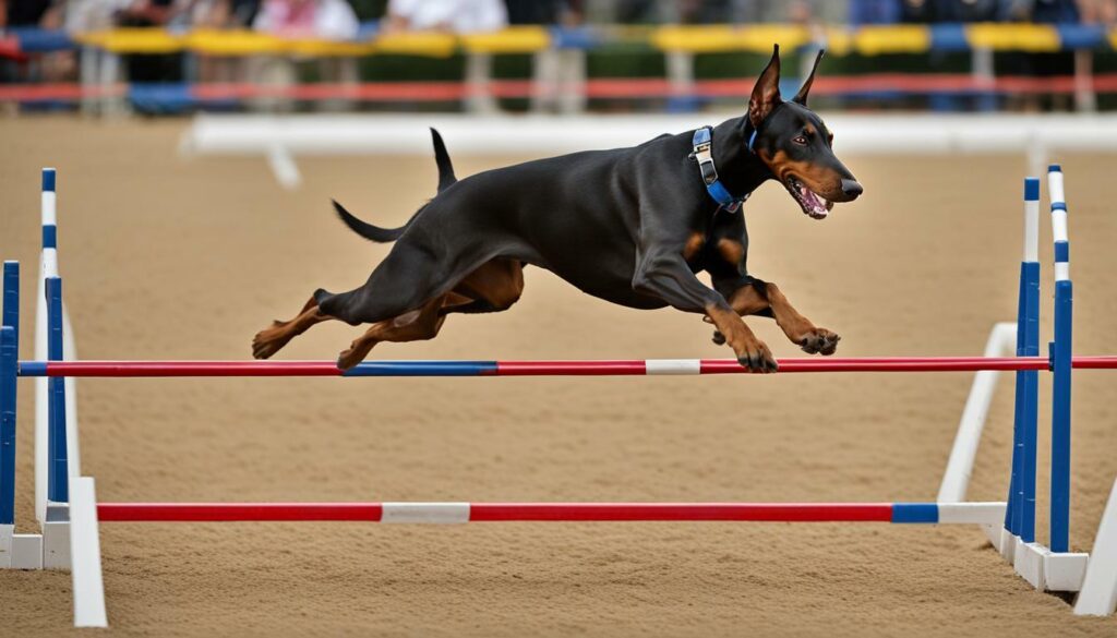 Doberman Pinscher in agility competition