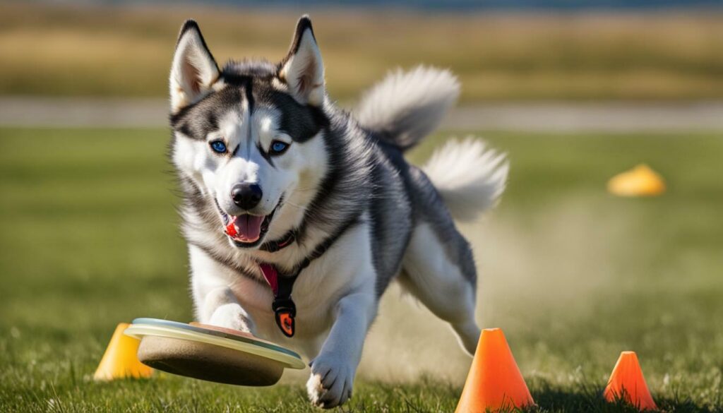 Exercise for Huskies