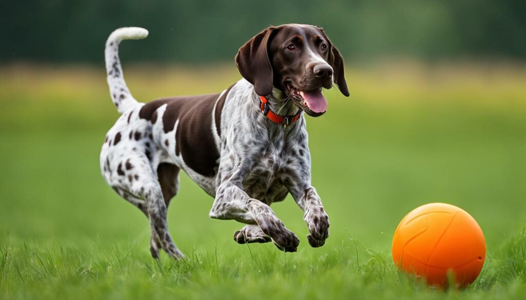 fetch toys for German Shorthaired Pointer